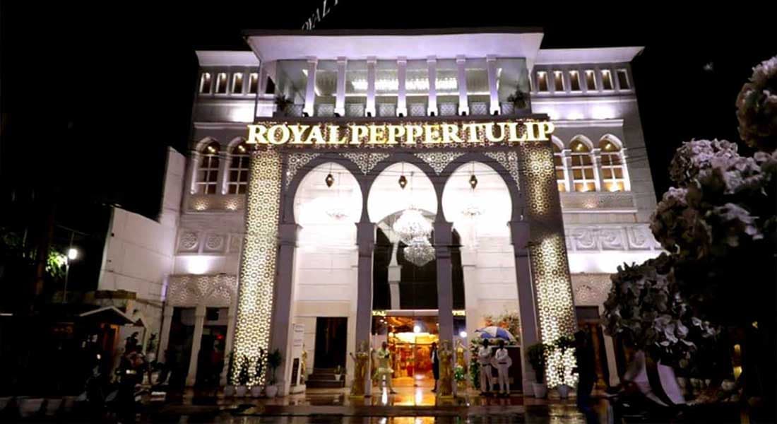 Royal Pepper Banquets (Tulip) - Image 1